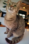 Brandy 
Sponsored Adoption Fee! - Photo 2