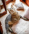Brandy 
Sponsored Adoption Fee! - Photo 3