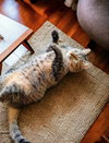 Brandy 
Sponsored Adoption Fee! - Photo 5