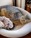 Brandy 
Sponsored Adoption Fee! - Photo 4