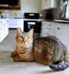 Brandy 
Sponsored Adoption Fee! - Photo 6