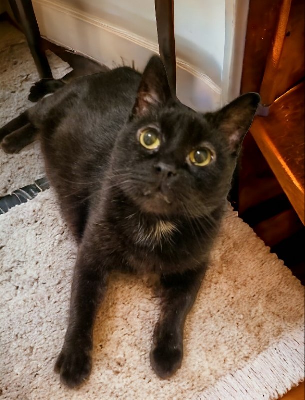 adoptable Cat in Knoxville, TN named Fritz FIV+