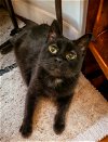 adoptable Cat in knoxville, TN named Fritz FIV+