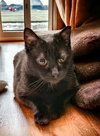Fritz FIV+ - Photo 2