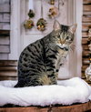 Little Bit (Bobtail) - Photo 5