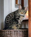 Little Bit (Bobtail) - Photo 2