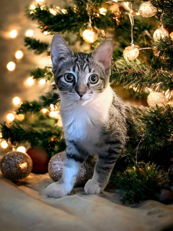 Cat adoption in Knoxville, TN 37917 Tabby / Mixed (short coat) Cat