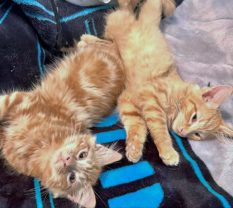 Cat adoption in Knoxville, TN 37917 Maine Coon / Mixed (long coat) Cat