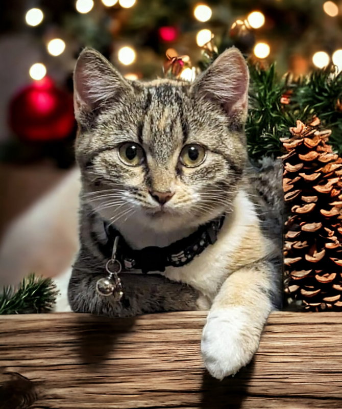 Cat adoption in Knoxville, TN 37917 Torbie / Mixed (short coat) Cat