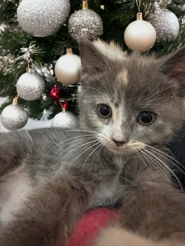 Cat adoption in Knoxville, TN 37917 Dilute Calico / Mixed (short coat