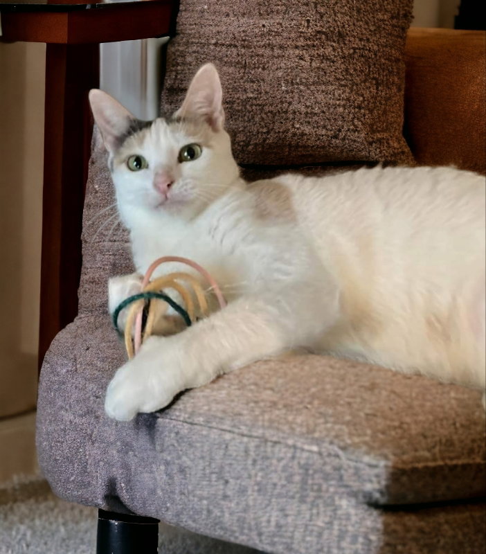 Cats for Adoption in Pigeon Tennessee Alpha Paw