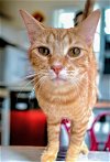 adoptable Cat in knoxville, TN named Feronia ( FIV+)