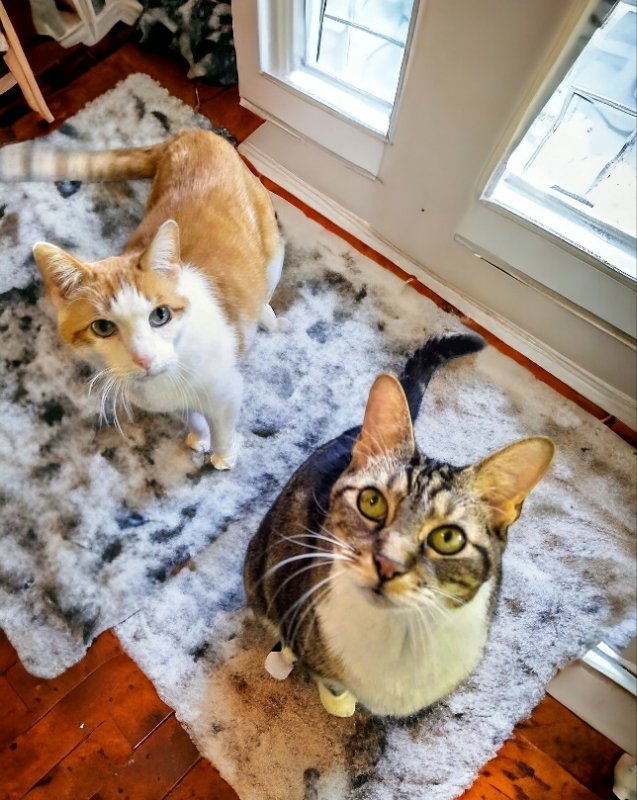 adoptable Cat in Knoxville, TN named Mae & Henry  Senior Bonded Pair