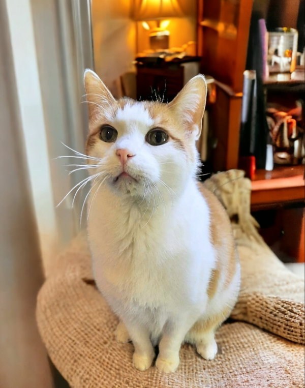 Mae & Henry  Senior Bonded Pair
