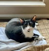 adoptable Cat in Knoxville, TN named Kennedy