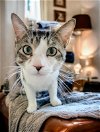 adoptable Cat in knoxville, tn, TN named Jayce