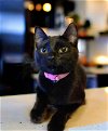 adoptable Cat in , TN named Saffire