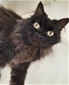 adoptable Cat in knoxville, TN named Fuzzy