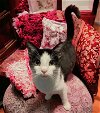 adoptable Cat in knoxville, TN named Milkshake