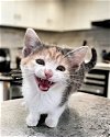 adoptable Cat in , TN named Skittles