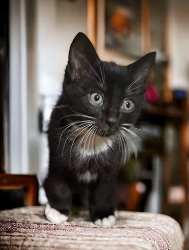 Cat adoption in Knoxville, TN 37917 Tuxedo / Mixed (short coat) Cat