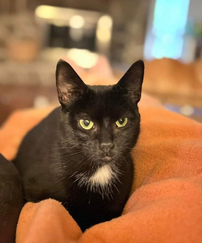 adoptable Cat in Knoxville, TN named Mosie