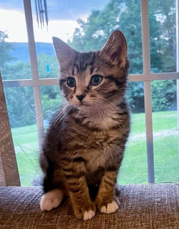 adoptable Cat in Knoxville, TN named Leo