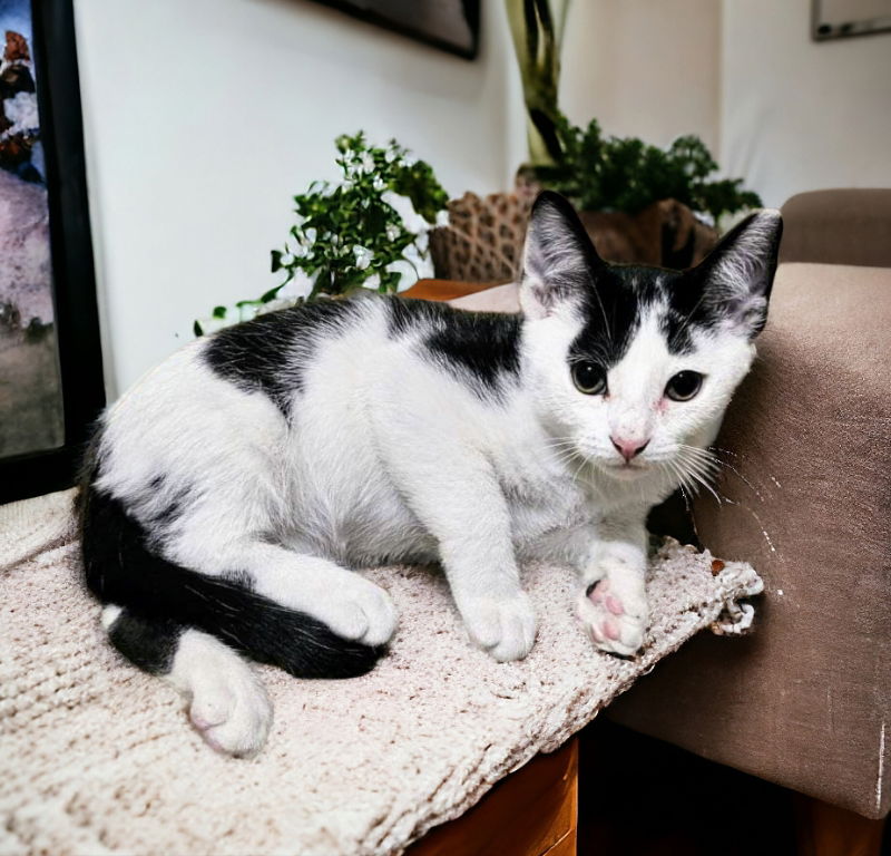 adoptable Cat in Knoxville, TN named Cowboy