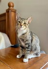 adoptable Cat in Knoxville, TN named Janeau