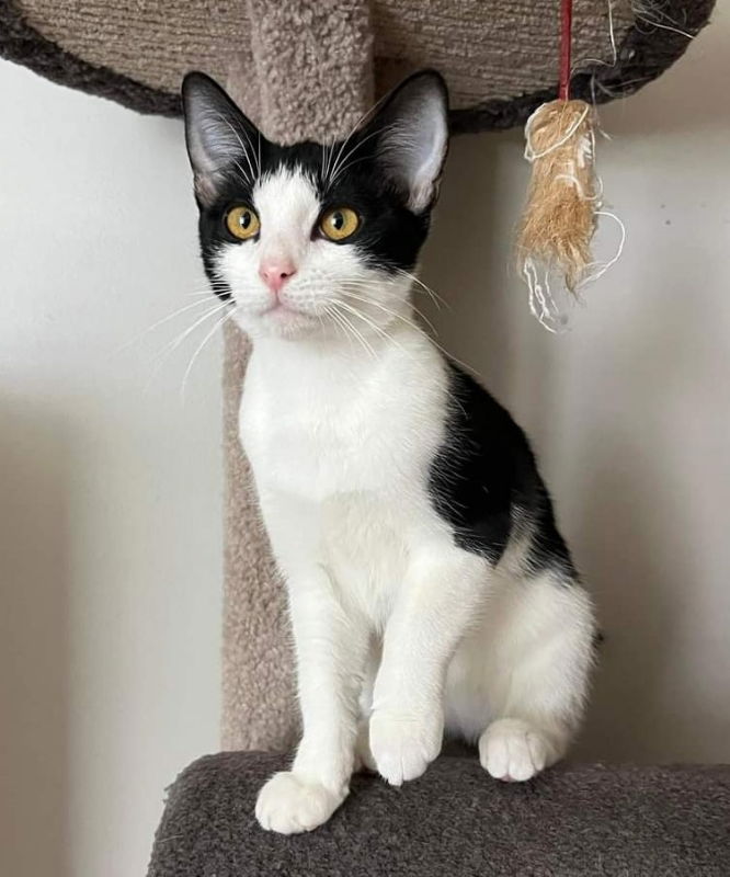 adoptable Cat in Knoxville, TN named Klondike