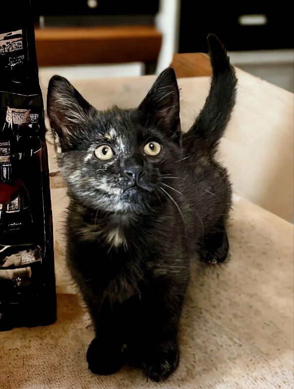 adoptable Cat in Knoxville, TN named Ghost Pepper