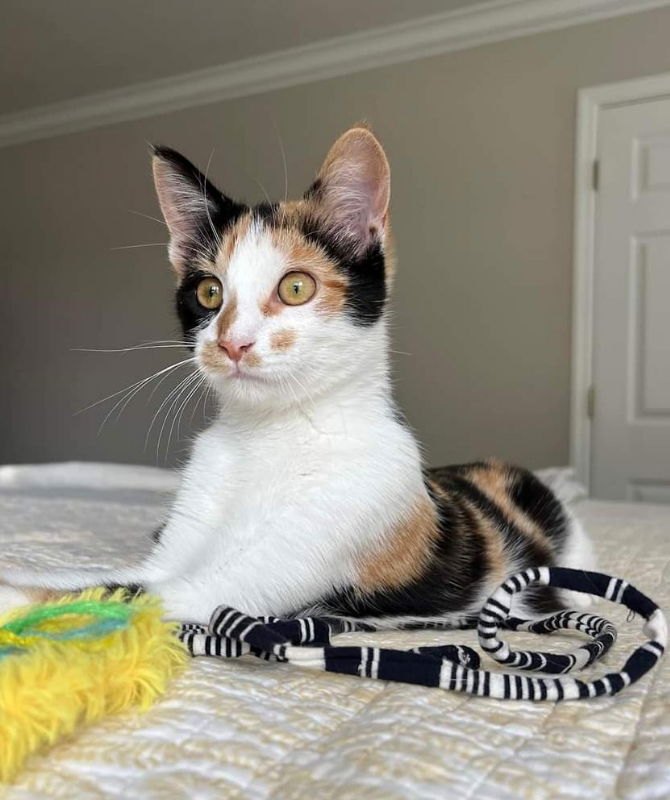 adoptable Cat in Knoxville, TN named Tiger Lily