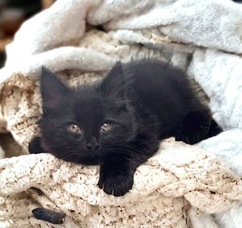 adoptable Cat in Knoxville, TN named Kirby (Bobtail!)