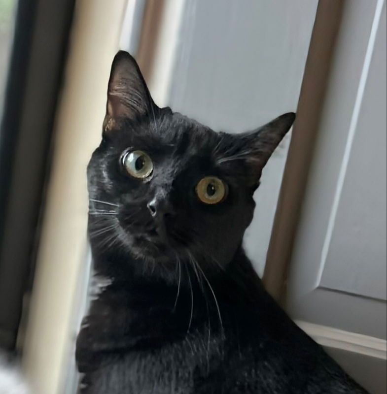 adoptable Cat in Knoxville, TN named Kaltain