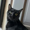adoptable Cat in  named Kaltain