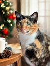 Sweet Pea - Photo 2