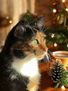 Sweet Pea - Photo 3