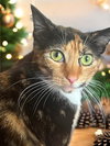 Sweet Pea - Photo 4