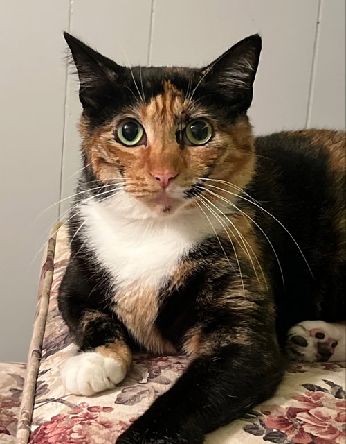picture of the cat needing adoption