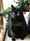 adoptable Cat in  named Missy