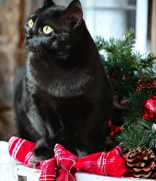 MISSY - Bombay / Domestic Short Hair available for adoption