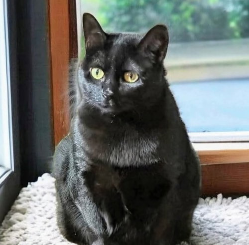 MISSY - Bombay / Domestic Short Hair for adoption in Knoxville