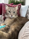 adoptable Cat in  named Paws