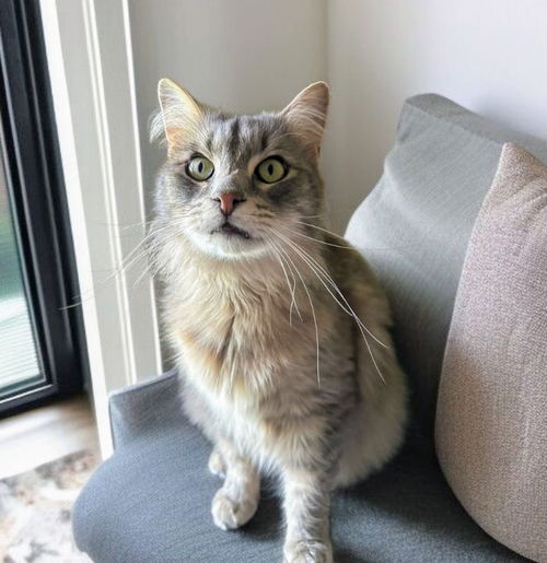 picture of the cat needing adoption