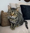 Romeo - Photo 2