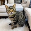adoptable Cat in Knoxville, TN named Romeo
