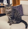 Romeo - Photo 3