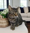 Romeo - Photo 4