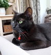 adoptable Cat in  named Binx