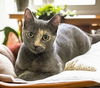 adoptable Cat in  named Charlie